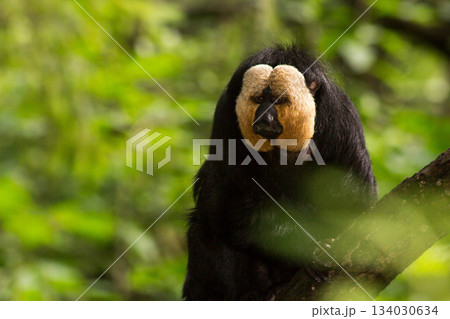 White-faced saki White-faced saki 134030634
