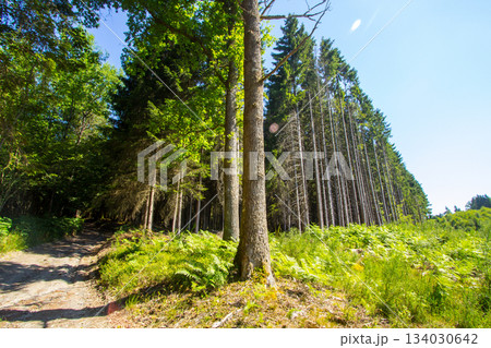 Forest landscape in the Ardennes near Ognies in Belgium. 134030642