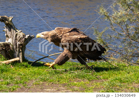 White tailed eagle marching like a soldier, foraging for food. 134030649