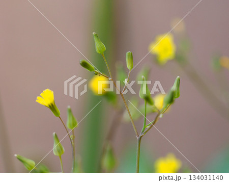 オニタビラコの小さな黄花 Youngia japonica tiny yellow bloom 134031140