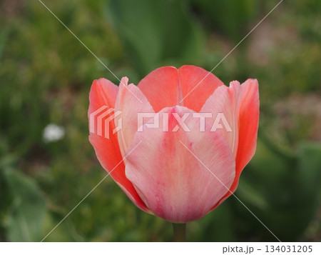 チューリップ　ミスティックファンアイク	 134031205