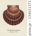 チサラガイ Royal Cloak Scallop 134031371