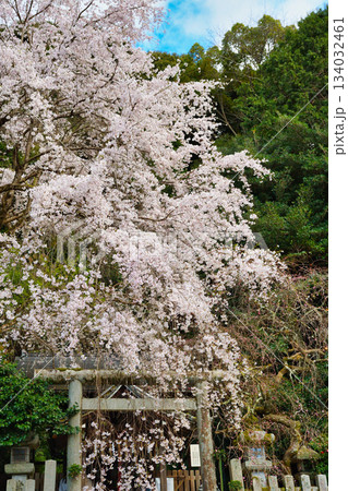 京都 大豊神社 美しい桜(京都府京都市左京区) 京都 大豊神社 美しい桜(京都府京都市左京区) 134032461