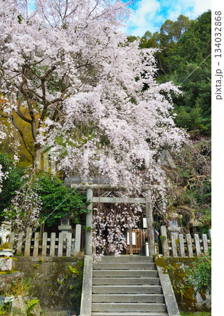 京都 大豊神社 美しい桜(京都府京都市左京区) 京都 大豊神社 美しい桜(京都府京都市左京区) 134032868