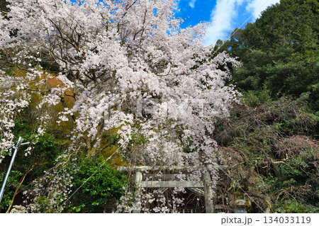 京都 大豊神社 美しい桜(京都府京都市左京区) 京都 大豊神社 美しい桜(京都府京都市左京区) 134033119
