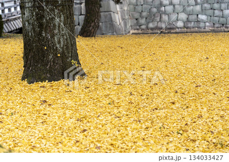 晩秋の二条城　西橋付近の銀杏　京都市中京区 134033427
