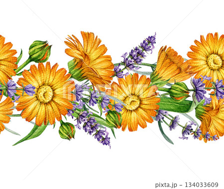 Lavender and calendula flowers seamless border decor element watercolor illustration. Hand drawn fresh calendula flowers mixed with lavender stems floral element isolated on white background 134033609