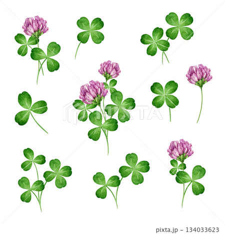 Blooming clover wildflower plant watercolor vintage style illustration set. Hand drawn clover herb, flowers, stems, leaves decor element on white background 134033623