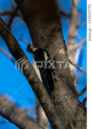 木にとまるアカゲラ 134033770