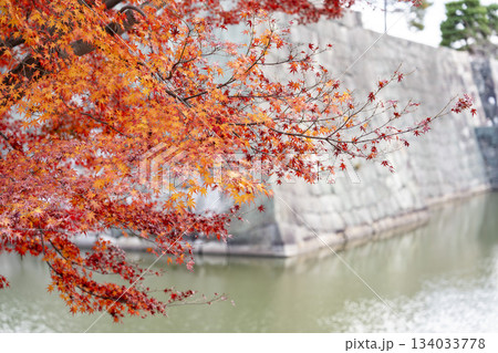 晩秋の二条城　庭園の紅葉　京都市中京区 134033778