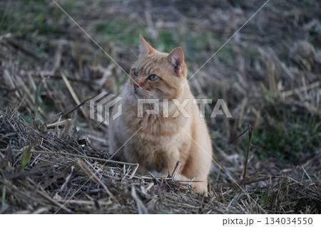 あ！見つけた　お目当ての人　のらねこ茶トラ　堤防 134034550