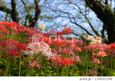 埼玉県比企郡吉見町 さくら堤公園の土手一面に咲くカラフルな曼殊沙華(彼岸花)群生 埼玉県比企郡吉見町 さくら堤公園の土手一面に咲くカラフルな曼殊沙華(彼岸花)群生 134035246