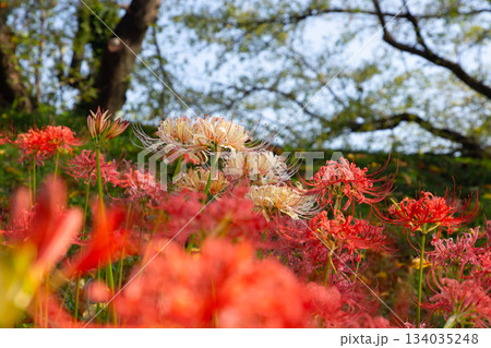 埼玉県比企郡吉見町　さくら堤公園の土手一面に咲くカラフルな曼殊沙華（彼岸花）群生 134035248