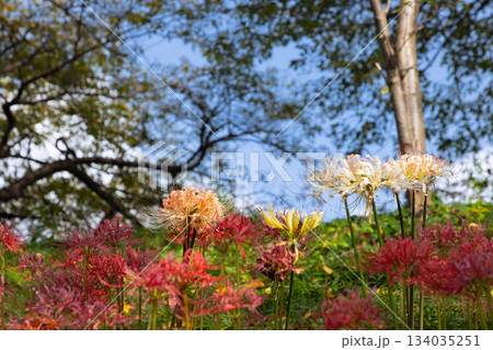 埼玉県比企郡吉見町　さくら堤公園の土手一面に咲くカラフルな曼殊沙華（彼岸花）群生 134035251