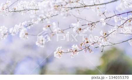 染井吉野のクローズアップ｜16:9 134035370