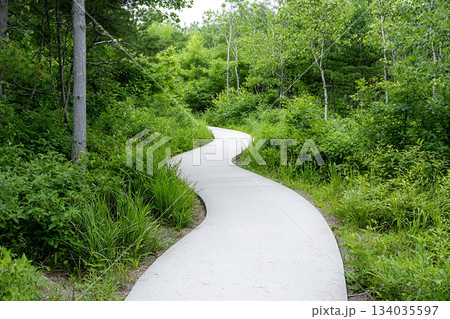 Serene Curved Pathway Through Green Vegetation and Trees in a Lush Outdoor Environment 134035597