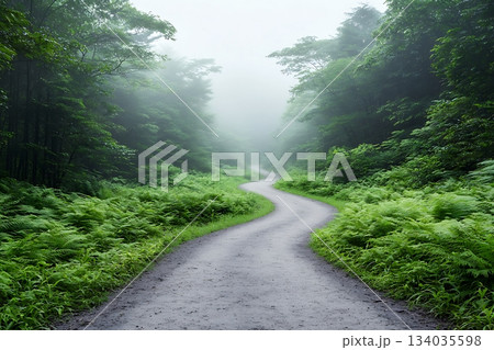 Serene Misty Path Through Lush Green Forest Surrounded by Fog and Natural Beauty 134035598