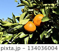 木になるみかんの実 134036004