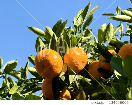 木になるみかんの実 134036005