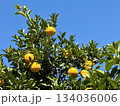 木になるみかんの実 134036006