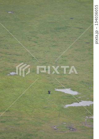 アフリカタンザニアのンゴロンゴロ保全地域 アフリカタンザニアのンゴロンゴロ保全地域 134036055