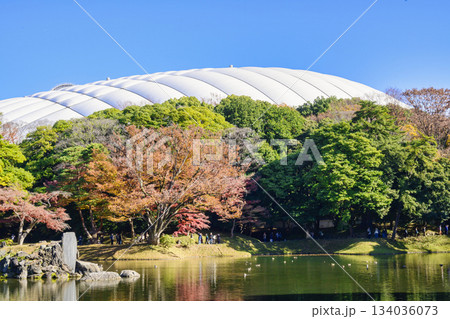 東京都 小石川後楽園 大泉水周辺 紅葉の風景 国の特別史跡 東京都 小石川後楽園 大泉水周辺 紅葉の風景 国の特別史跡 134036073