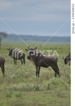 アフリカタンザニアのンゴロンゴロ保全地域 134036632