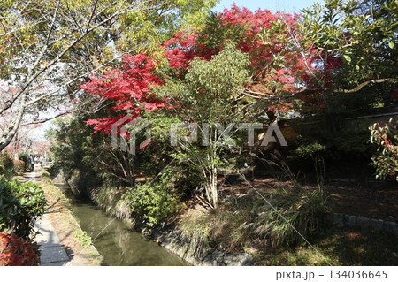 京都哲学の道の紅葉散策 134036645