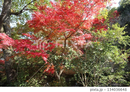 京都哲学の道の紅葉散策 134036648