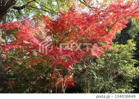 京都哲学の道の紅葉散策 134036649