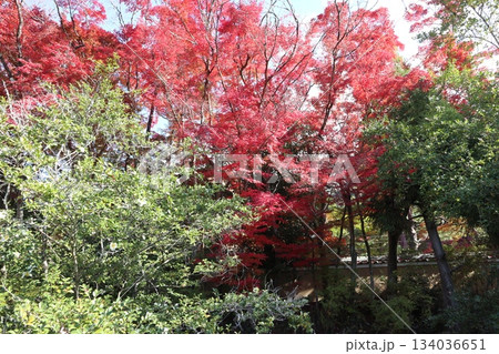 京都哲学の道の紅葉散策 134036651