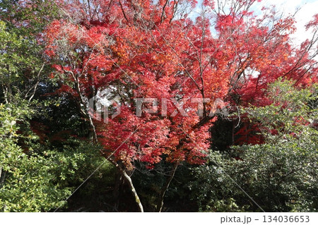 京都哲学の道の紅葉散策 134036653