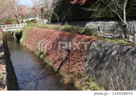 京都哲学の道の紅葉散策 134036654