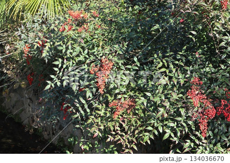 京都哲学の道の紅葉散策 134036670