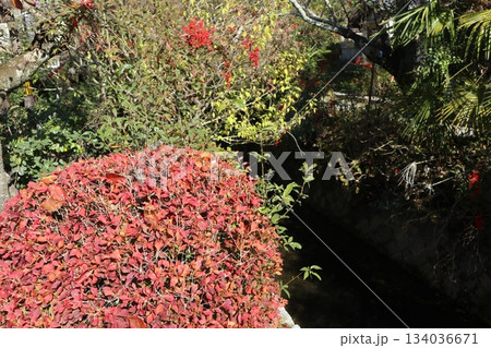 京都哲学の道の紅葉散策 134036671