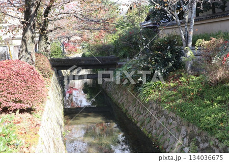 京都哲学の道の紅葉散策 134036675
