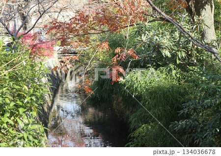京都哲学の道の紅葉散策 京都哲学の道の紅葉散策 134036678