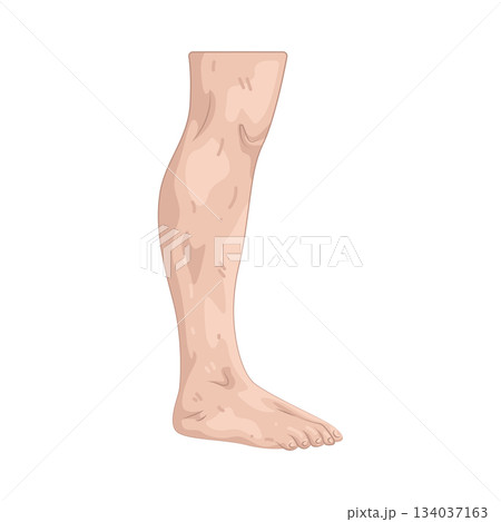 Illustration of leg 134037163