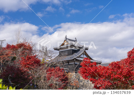 晴天の郡山城と紅葉（奈良県大和郡山市） 134037639