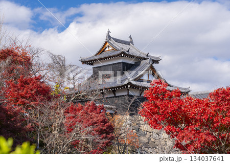 晴天の郡山城と紅葉（奈良県大和郡山市） 134037641