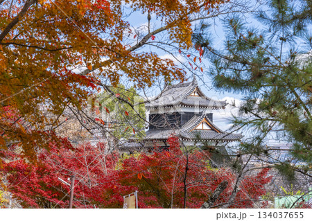 晴天の郡山城と紅葉（奈良県大和郡山市） 134037655