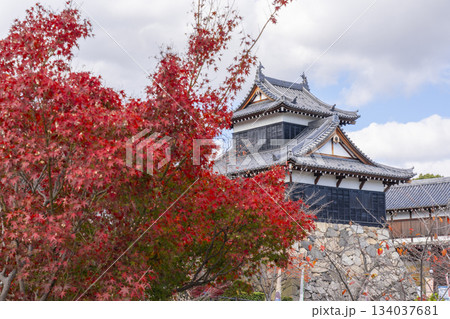晴天の郡山城と紅葉(奈良県大和郡山市) 晴天の郡山城と紅葉(奈良県大和郡山市) 134037681