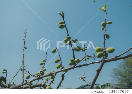 various various 134037697
