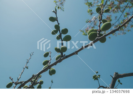 various various 134037698