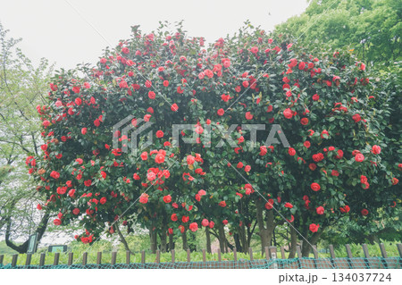 various various 134037724
