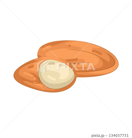 Illustration of almond Illustration of almond 134037731