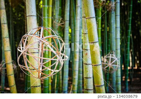 栃木・若竹の杜の美しい竹林 134038679