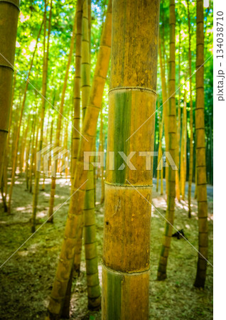 栃木・若竹の杜の美しい竹林 栃木・若竹の杜の美しい竹林 134038710