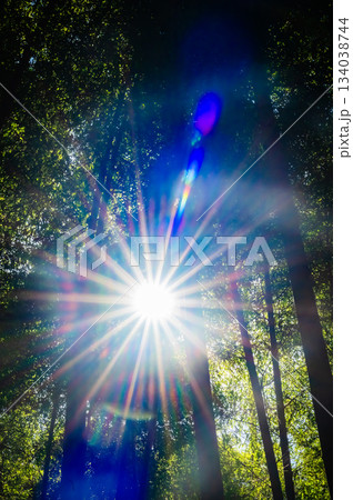 栃木・若竹の杜の美しい竹林 134038744