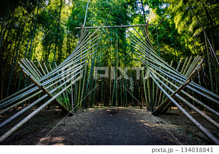 栃木・若竹の杜の美しい竹林 134038841